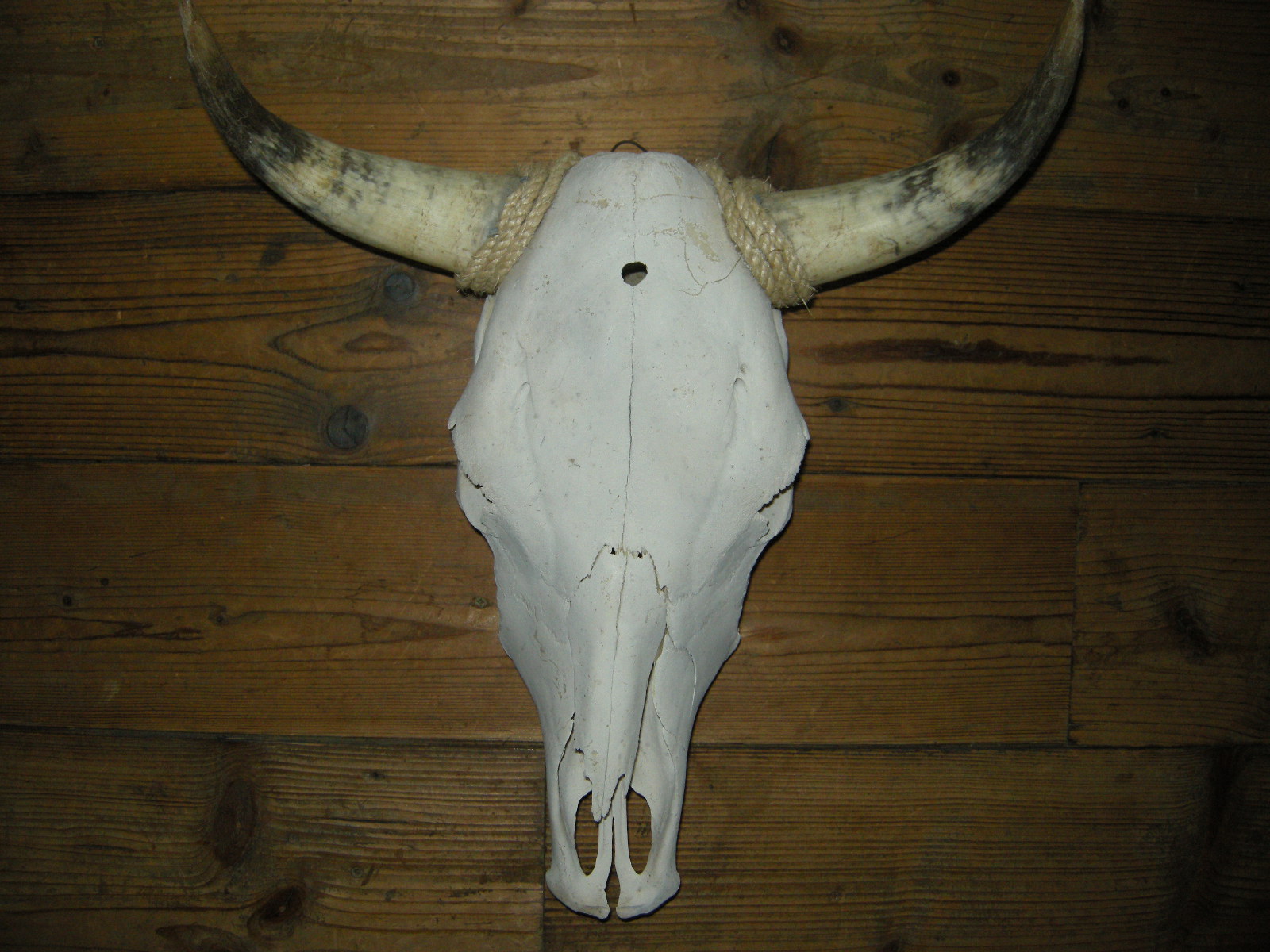 Koeieschedel / Longhorn